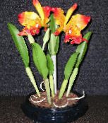 orange Cattleya Orchidee Grasig