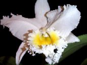 white Cattleya Orchid Herbaceous Plant