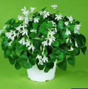 white Oxalis Herbaceous Plant
