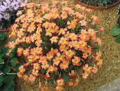 fotoğraf Saksı çiçekleri Oxalis otsu bir bitkidir turuncu