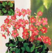 red Oxalis Herbaceous Plant