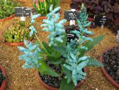 light blue Cape Cowslip Herbaceous Plant