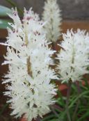 white Cape Cowslip Herbaceous Plant