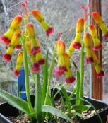 yellow Cape Cowslip Herbaceous Plant