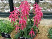 pink Cape Cowslip Herbaceous Plant