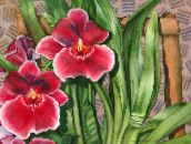 red Miltonia Herbaceous Plant