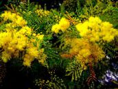 yellow Acacia Shrub