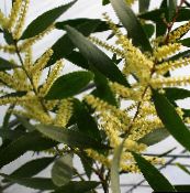 nuotrauka Kambarines gėles Akacija krūmas, Acacia geltonas