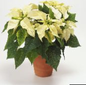 white Poinsettia Herbaceous Plant