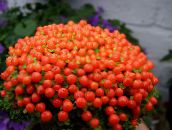 red Bead Plant 
