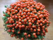 orange Bead Plant 