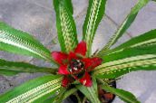 red Nidularium Herbaceous Plant