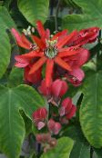 red Passion flower Liana