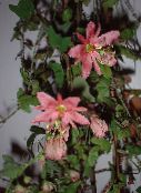 φωτογραφία Εσωτερικά λουλούδια Πάθος Λουλούδι αναρριχώμενα, Passiflora ροζ