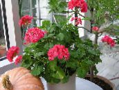 photo des fleurs en pot Géranium herbeux, Pelargonium rouge
