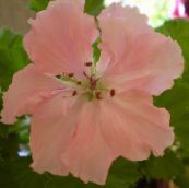 fotografie Oală Flori Geranium planta erbacee, Pelargonium roz