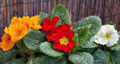 red Primula, Auricula Herbaceous Plant