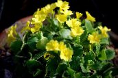 yellow Primula, Auricula Herbaceous Plant