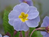light blue Primula, Auricula Herbaceous Plant