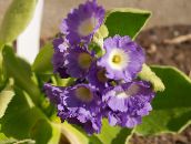 lilac Primula, Auricula Herbaceous Plant