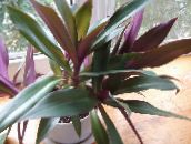 purple Rhoeo Tradescantia Herbaceous Plant