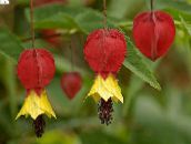 nuotrauka Kambarines gėles Žydėjimo Klevas, Verksmas Klevas, Kinų Žibintas medis, Abutilon raudonas