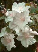 white Flowering Maple, Weeping Maple, Chinese Lantern Tree