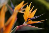 фото үй гүлдері Strelitzia шөпті, Strelitzia reginae апельсин