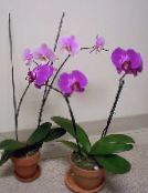 lilac Phalaenopsis Herbaceous Plant
