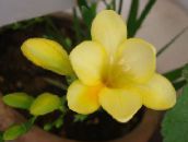 yellow Freesia Herbaceous Plant