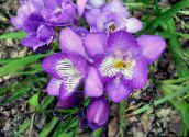 lilac Freesia Herbaceous Plant